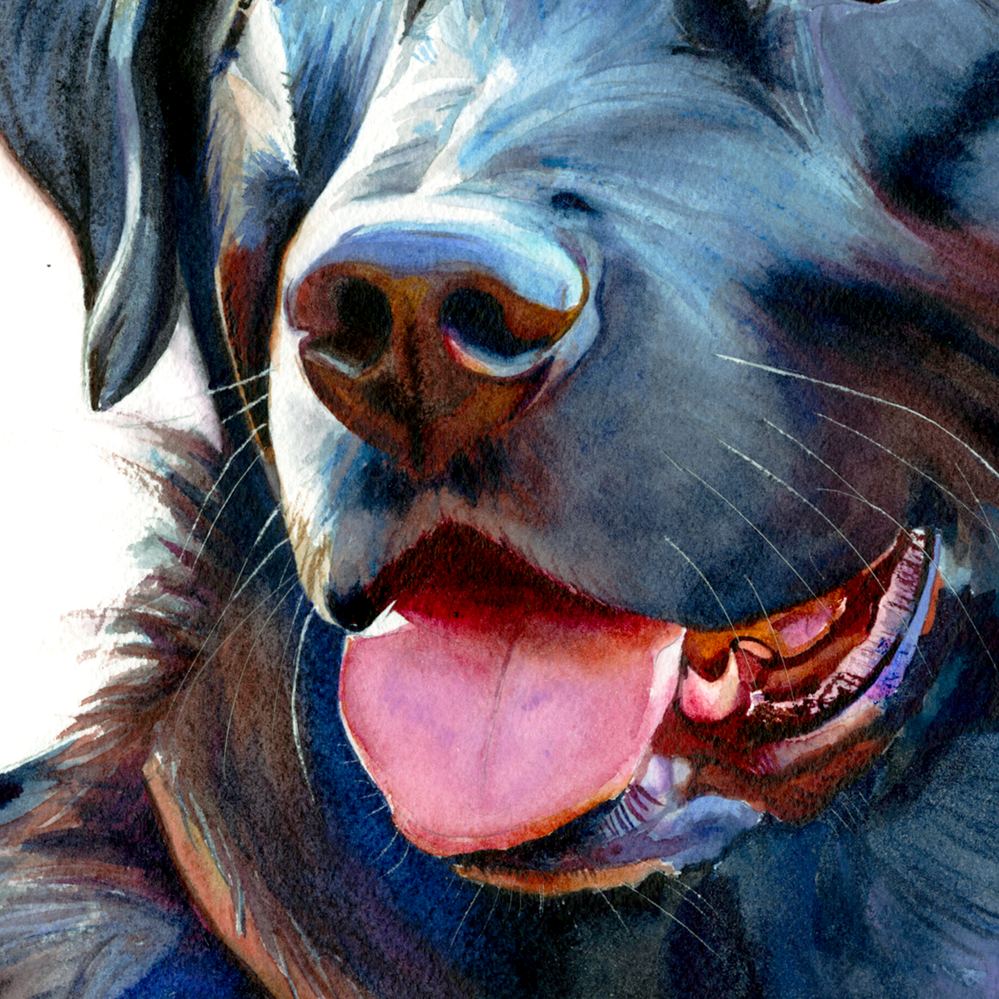 Midnight Blue: Loyal Smile of a Black Labrador