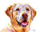 Sunny Days: Loyal & Loving Golden Labrador